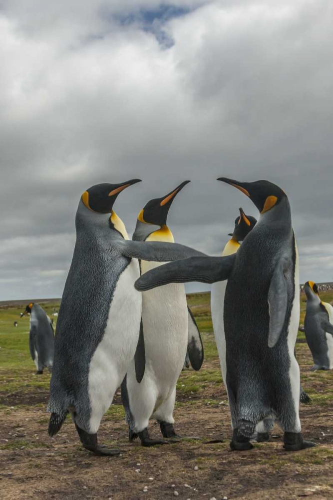 Falkland Islands, Volunteer Point King penguins art print by Cathy and Gordon Illg for $57.95 CAD