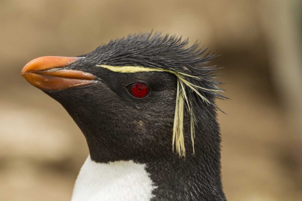 Saunders Island Rockhopper penguin portrait art print by Cathy and Gordon Illg for $57.95 CAD