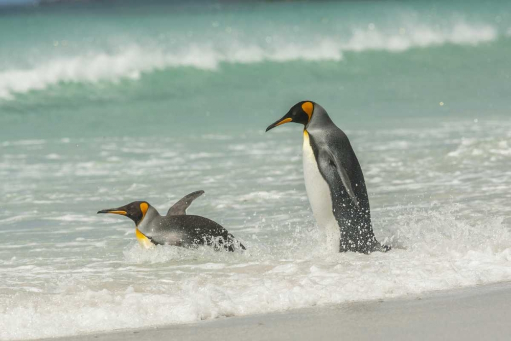 East Falkland King penguins in beach surf art print by Cathy and Gordon Illg for $57.95 CAD