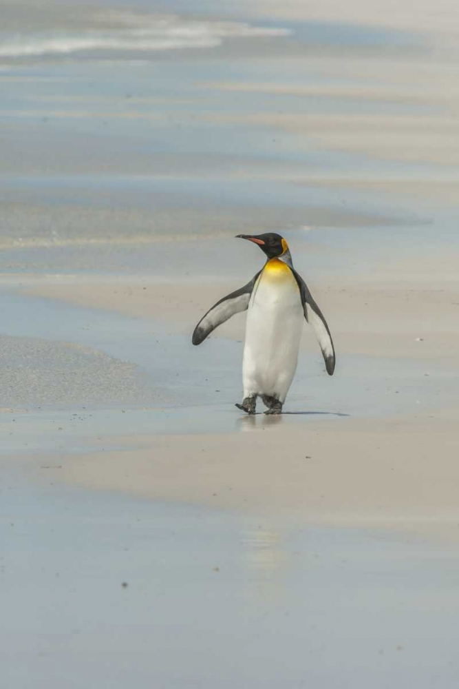 East Falkland King penguin walking on beach art print by Cathy and Gordon Illg for $57.95 CAD