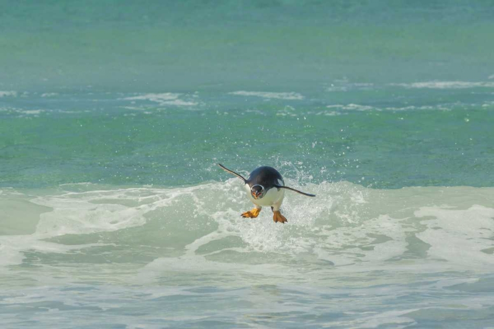 East Falkland Gentoo penguin leaping in surf art print by Cathy and Gordon Illg for $57.95 CAD
