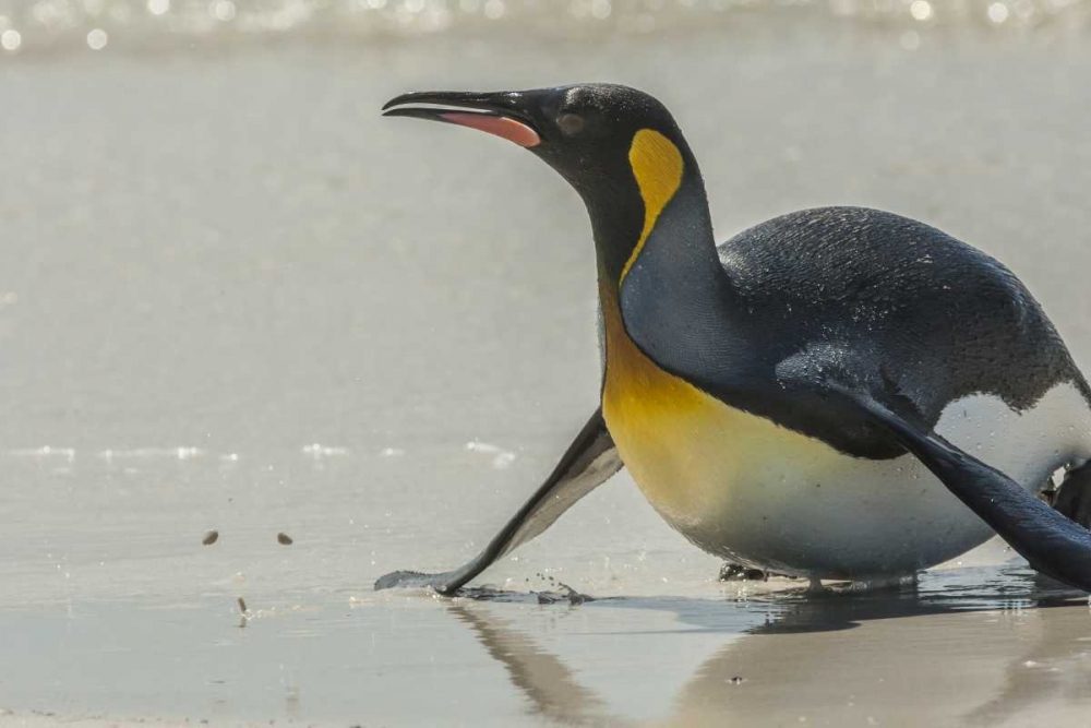 East Falkland King penguin on beach art print by Cathy and Gordon Illg for $57.95 CAD