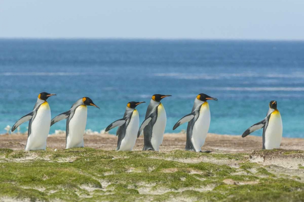 East Falkland King penguins walking art print by Cathy and Gordon Illg for $57.95 CAD