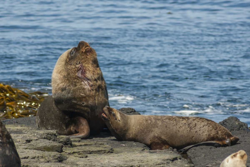 Bleaker Island Southern sea lions near water art print by Cathy and Gordon Illg for $57.95 CAD