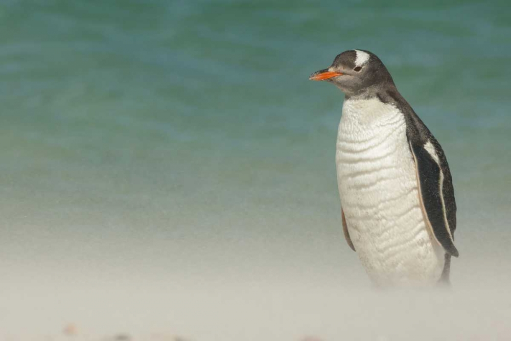 Bleaker Island Gentoo penguin on the beach art print by Cathy and Gordon Illg for $57.95 CAD