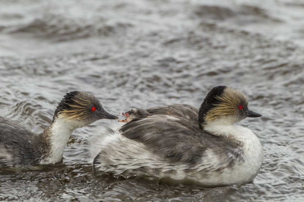 Sea Lion Island Silvery grebe feeding chick art print by Cathy and Gordon Illg for $57.95 CAD