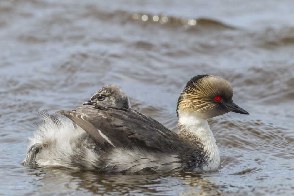 Sea Lion Island Silvery grebe with chick on back art print by Cathy and Gordon Illg for $57.95 CAD