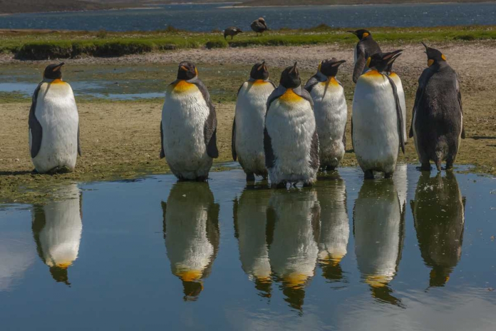 East Falkland King penguins reflecting in water art print by Cathy and Gordon Illg for $57.95 CAD