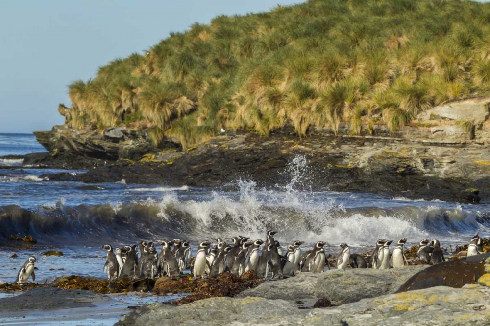 Sea Lion Island Magellanic penguins and surf art print by Cathy and Gordon Illg for $57.95 CAD