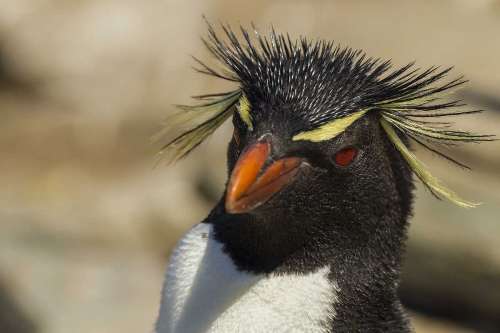 Saunders Island Rockhopper penguin portrait art print by Cathy and Gordon Illg for $57.95 CAD