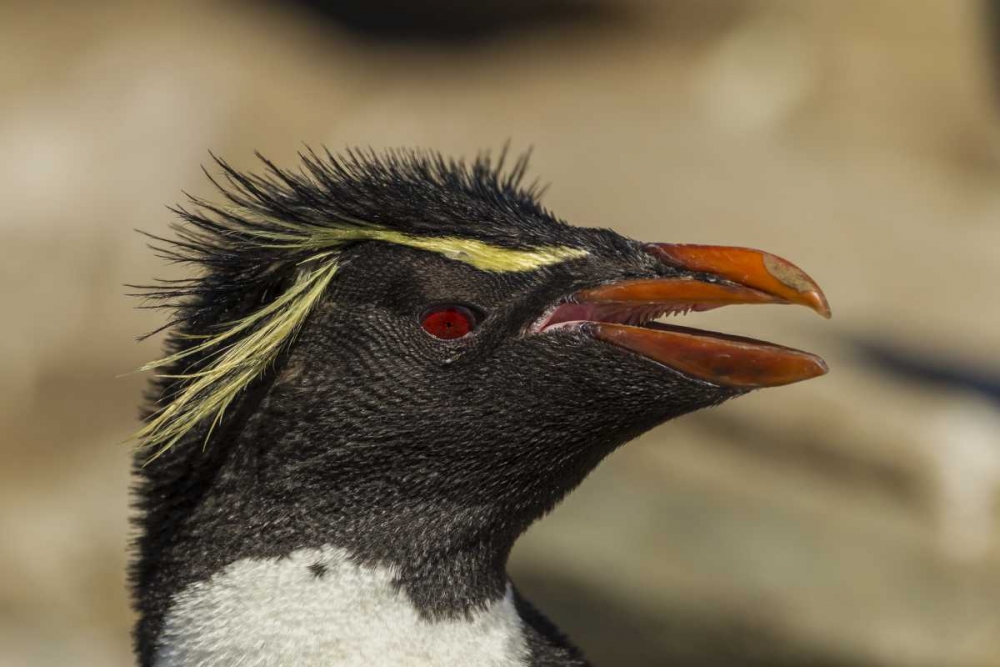 Saunders Island Rockhopper penguin portrait art print by Cathy and Gordon Illg for $57.95 CAD