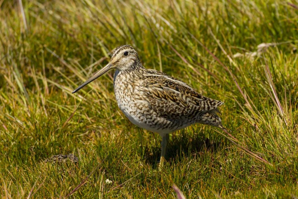 Falkland Islands, Sea Lion Is Magellanic snipe art print by Cathy and Gordon Illg for $57.95 CAD