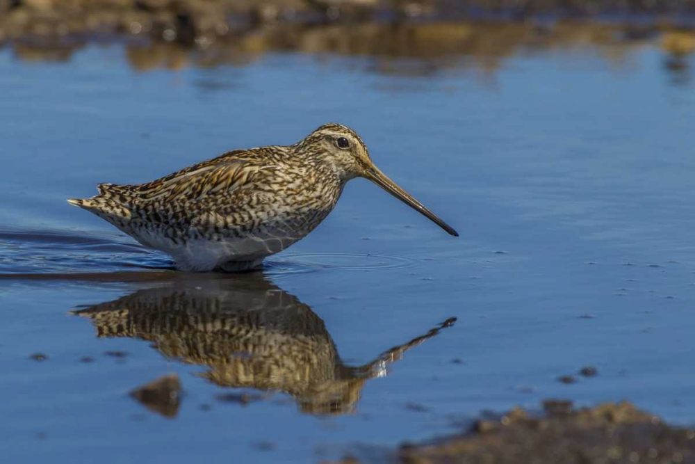 Sea Lion Island Magellanic snipe in water art print by Cathy and Gordon Illg for $57.95 CAD