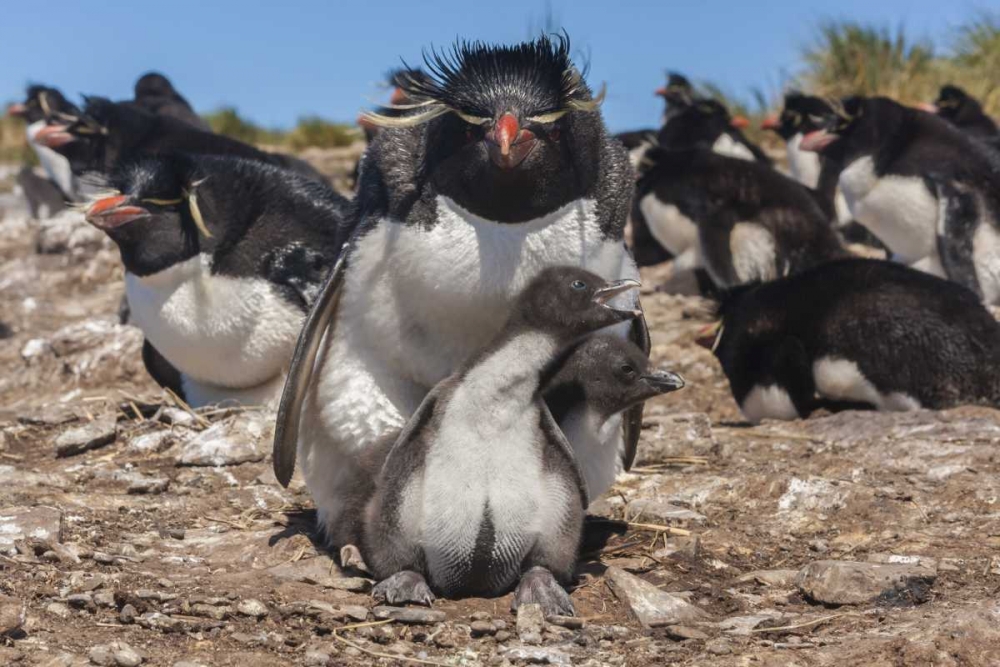 Bleaker Island Rockhopper penguin and chicks art print by Cathy and Gordon Illg for $57.95 CAD