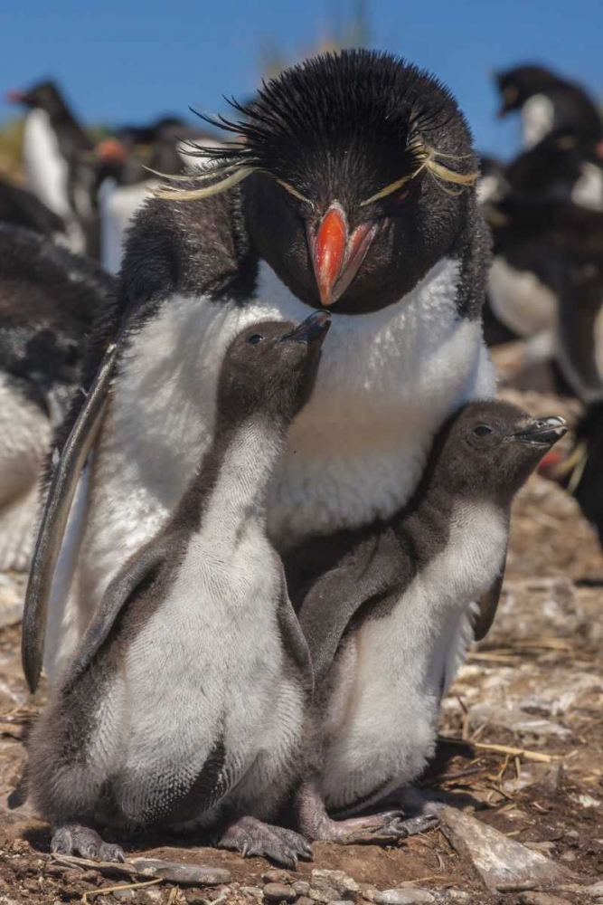Bleaker Island Rockhopper penguin and chicks art print by Cathy and Gordon Illg for $57.95 CAD