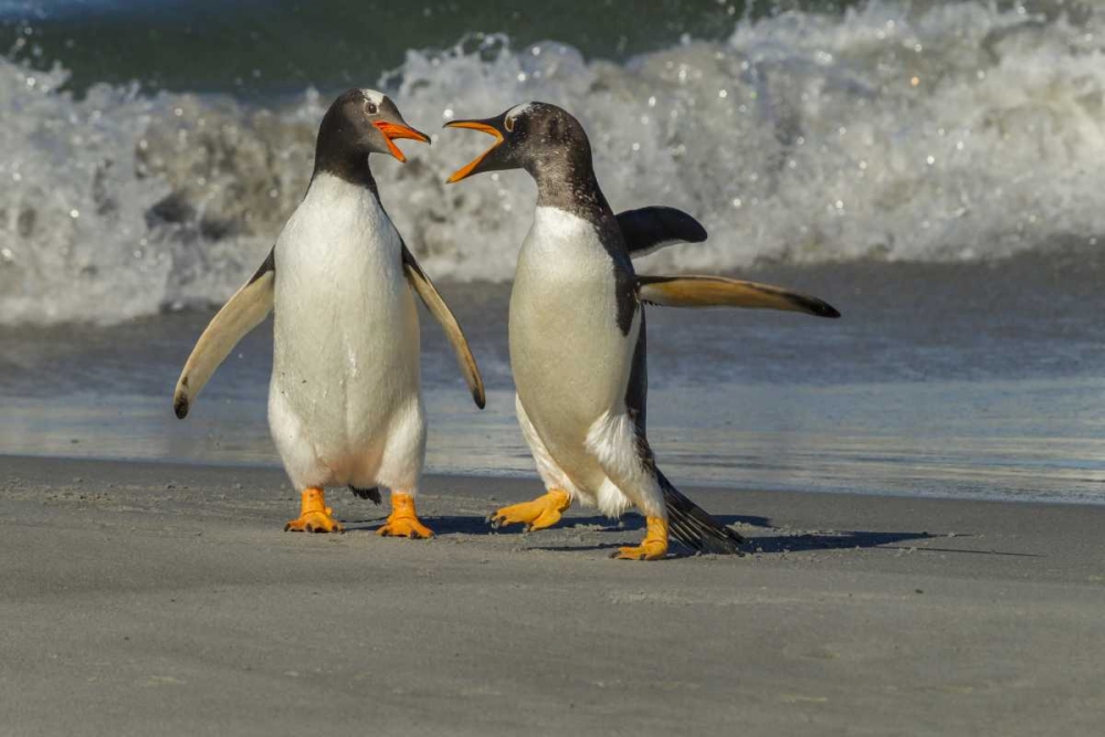 Sea Lion Island Gentoo penguins arguing on beach art print by Cathy and Gordon Illg for $57.95 CAD