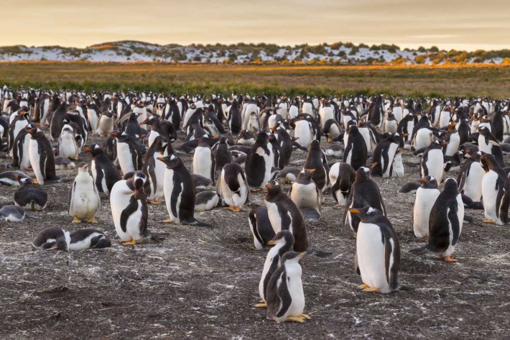 Sea Lion Island Gentoo penguins colony art print by Cathy and Gordon Illg for $57.95 CAD