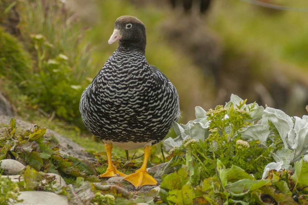 Falkland Islands, Carcass Island Kelp goose art print by Cathy and Gordon Illg for $57.95 CAD