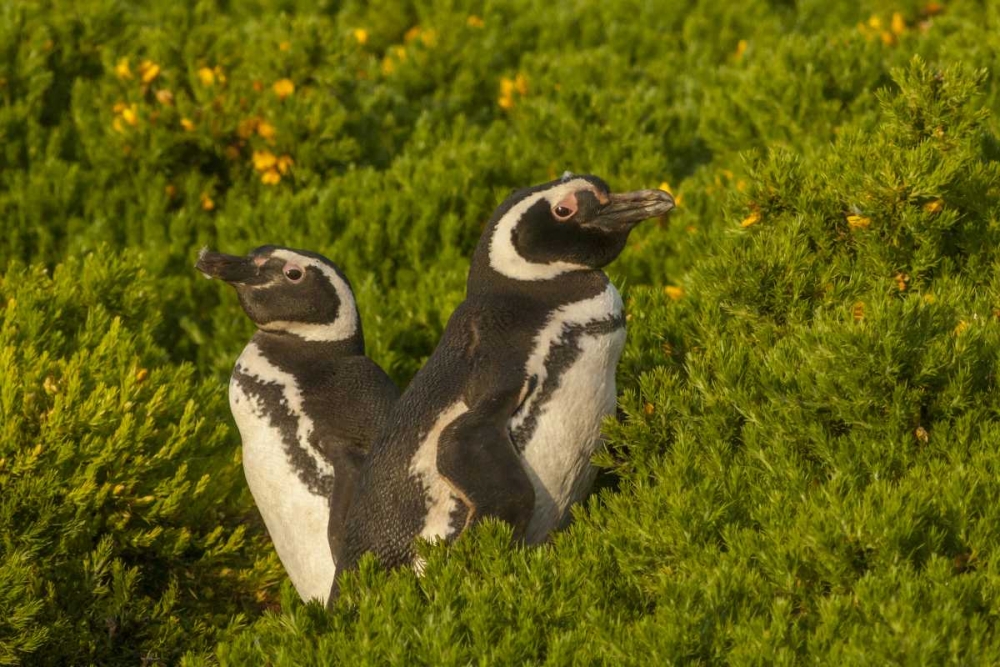 Carcass Island Magellanic penguins art print by Cathy and Gordon Illg for $57.95 CAD