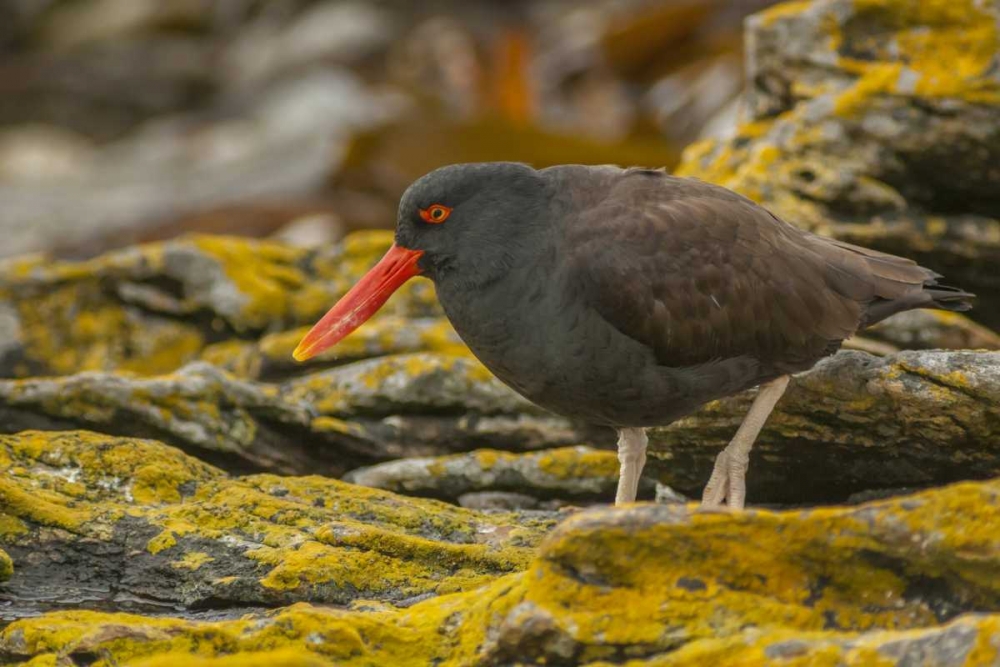 Carcass Island Blackish oystercatcher art print by Cathy and Gordon Illg for $57.95 CAD