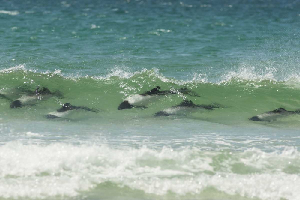 Saunders Island Commersons dolphins swimming art print by Cathy and Gordon Illg for $57.95 CAD