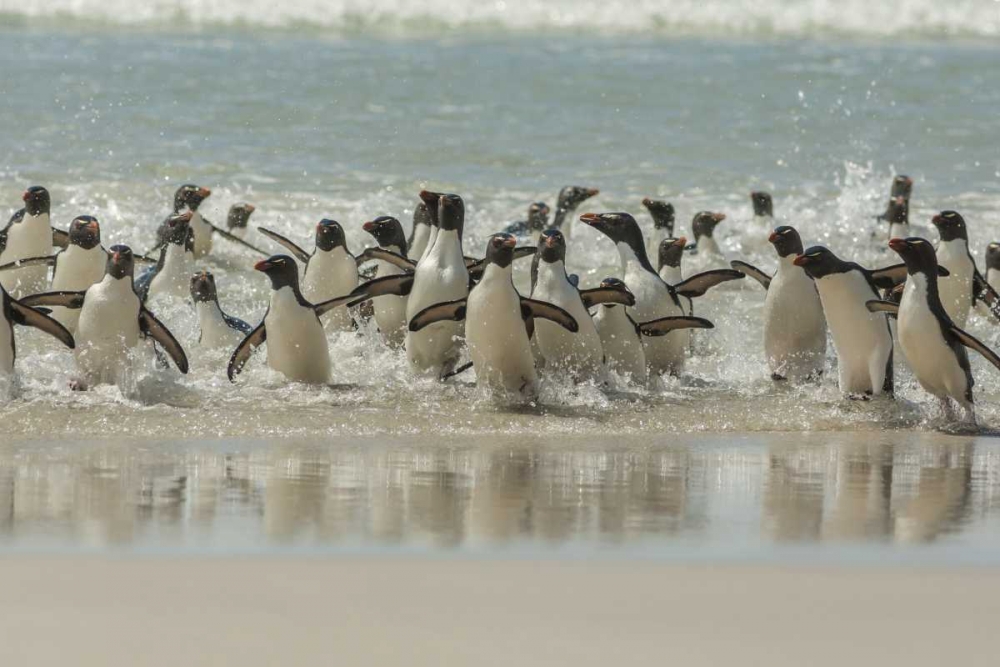 Saunders Island Rockhopper penguins returning art print by Cathy and Gordon Illg for $57.95 CAD