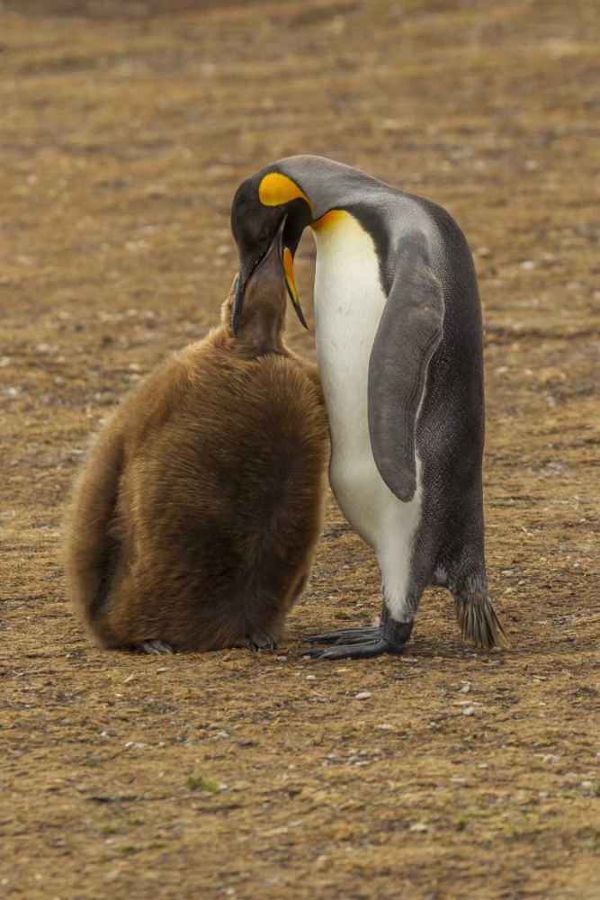 East Falkland King penguin parent feeding chick art print by Cathy and Gordon Illg for $57.95 CAD
