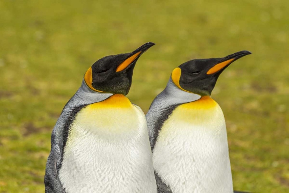 East Falkland Pair of king penguins art print by Cathy and Gordon Illg for $57.95 CAD