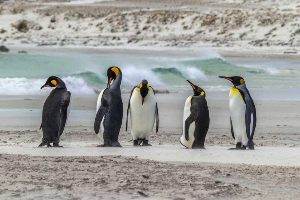 East Falkland King penguins on beach art print by Cathy and Gordon Illg for $57.95 CAD
