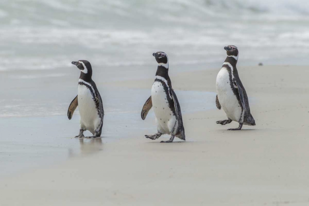East Falkland Magellanic penguins on beach art print by Cathy and Gordon Illg for $57.95 CAD