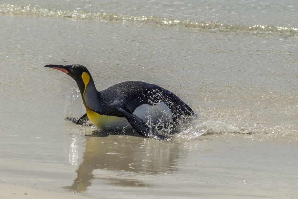 East Falkland King penguin on beach art print by Cathy and Gordon Illg for $57.95 CAD