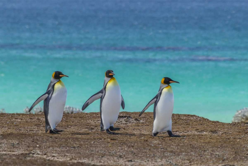 East Falkland King penguins walking art print by Cathy and Gordon Illg for $57.95 CAD