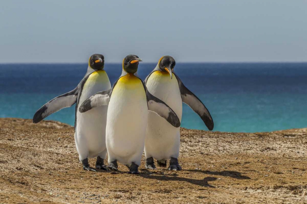 East Falkland, Volunteer Point King penguins art print by Cathy and Gordon Illg for $57.95 CAD