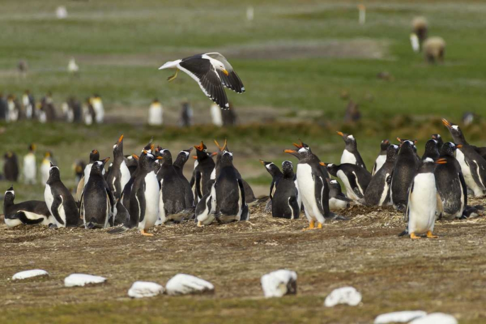 East Falkland Kelp gull over Gentoo penguins art print by Cathy and Gordon Illg for $57.95 CAD