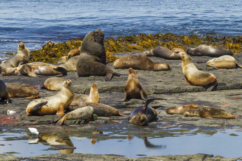 Bleaker Island Southern sea lions near water art print by Cathy and Gordon Illg for $57.95 CAD