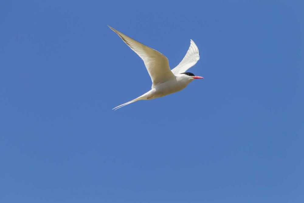 Bleaker Island South American tern in flight art print by Cathy and Gordon Illg for $57.95 CAD