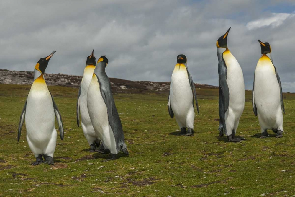 East Falkland Members of king penguin colony art print by Cathy and Gordon Illg for $57.95 CAD