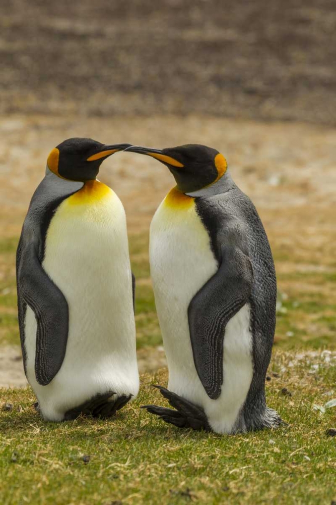 Saunders Island Pair of king penguins art print by Cathy and Gordon Illg for $57.95 CAD