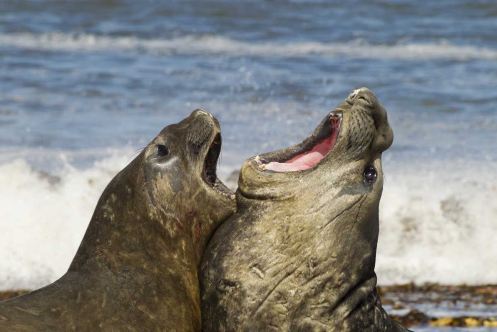 Sea Lion Island Southern elephant seals fighting art print by Cathy and Gordon Illg for $57.95 CAD
