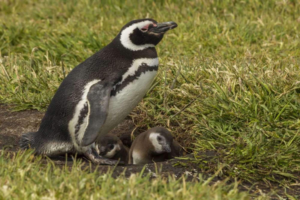 Sea Lion Island Magellanic penguin and chicks art print by Cathy and Gordon Illg for $57.95 CAD