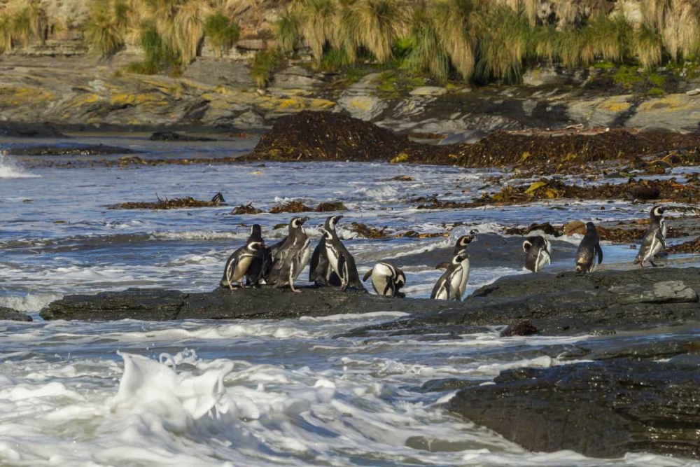Sea Lion Island Magellanic penguins and surf art print by Cathy and Gordon Illg for $57.95 CAD