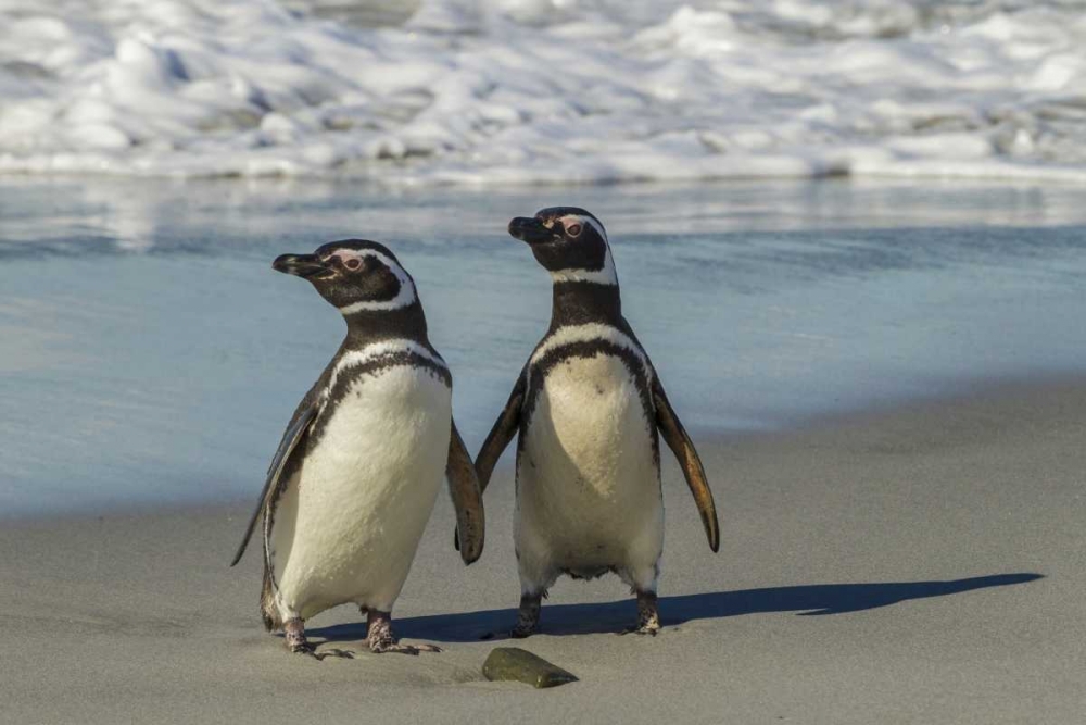 Sea Lion Island Magellanic penguins on beach art print by Cathy and Gordon Illg for $57.95 CAD