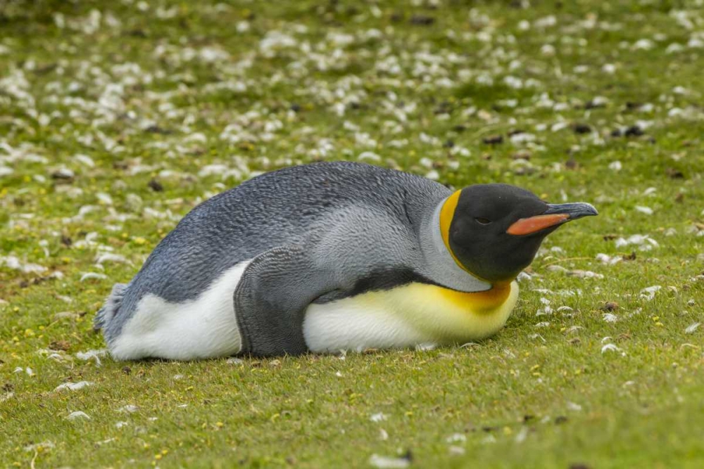 East Falkland King penguin lying on grass art print by Cathy and Gordon Illg for $57.95 CAD