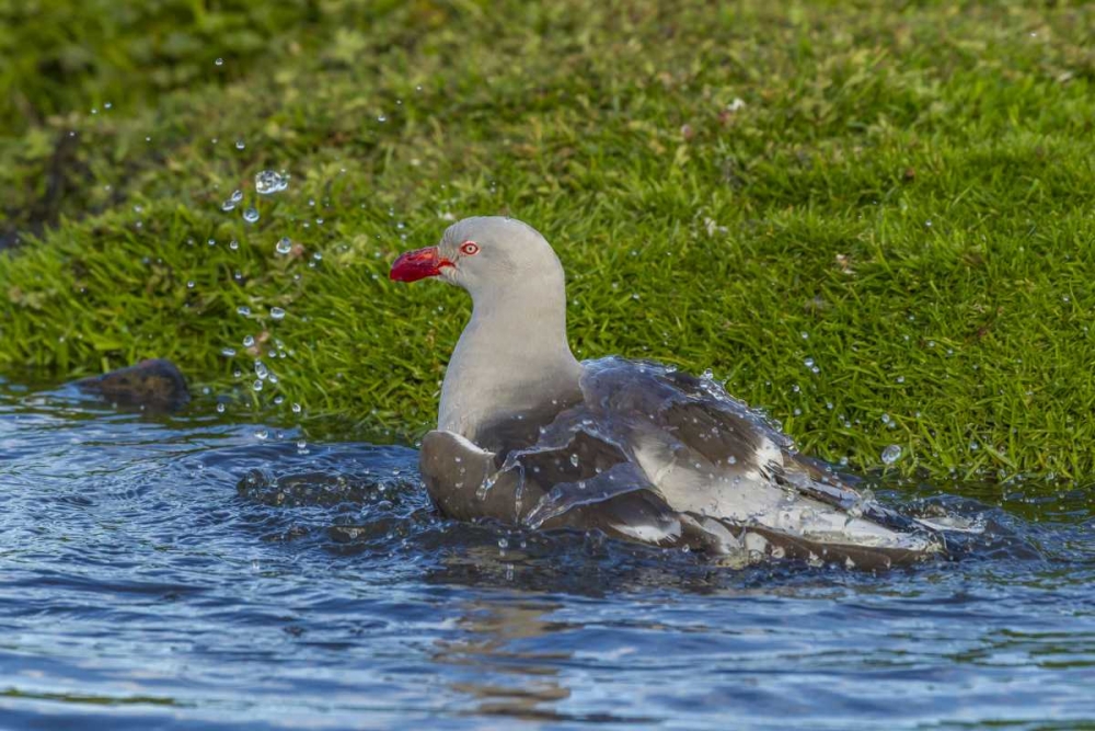 Bleaker Island Dolphin gull bathing art print by Cathy and Gordon Illg for $57.95 CAD