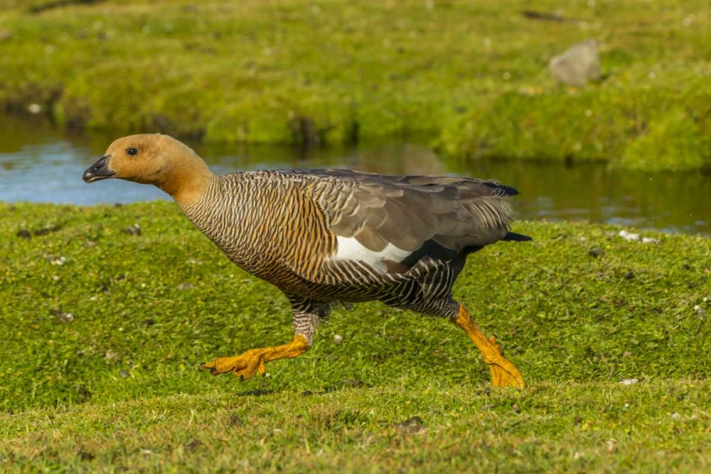 Bleaker Island Female upland goose running art print by Cathy and Gordon Illg for $57.95 CAD