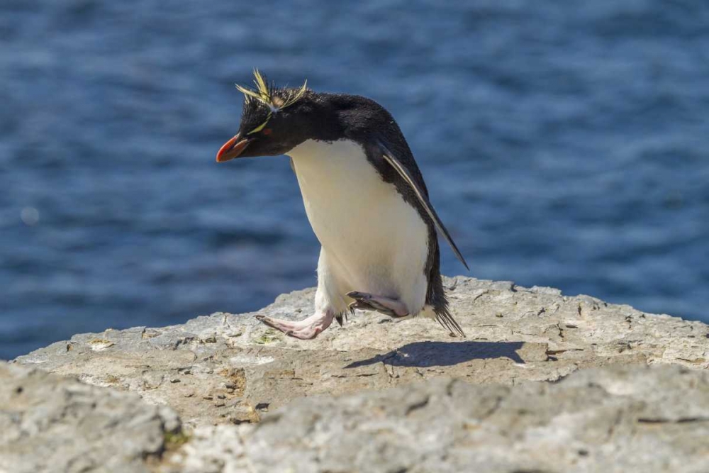 Bleaker Island Rockhopper penguin hopping art print by Cathy and Gordon Illg for $57.95 CAD