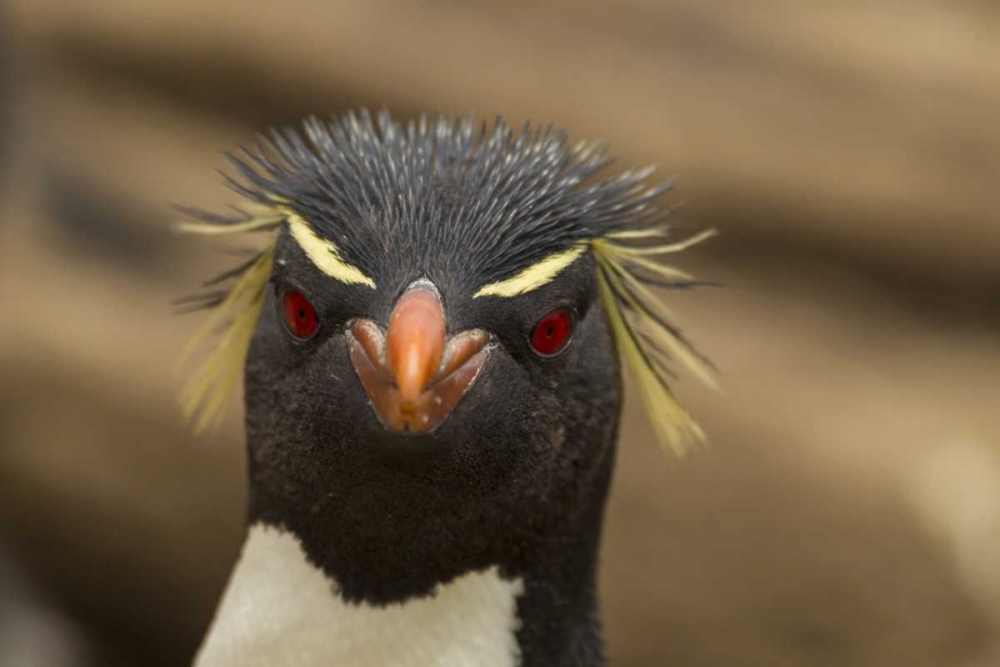 Saunders Island Rockhopper penguin portrait art print by Cathy and Gordon Illg for $57.95 CAD