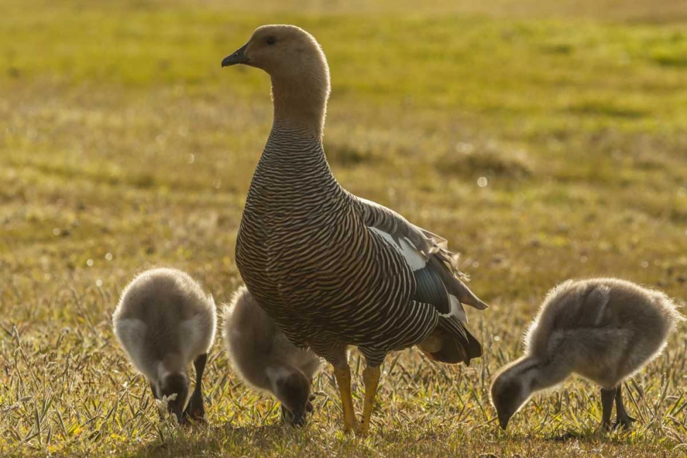 Bleaker Island Upland goose with goslings art print by Cathy and Gordon Illg for $57.95 CAD