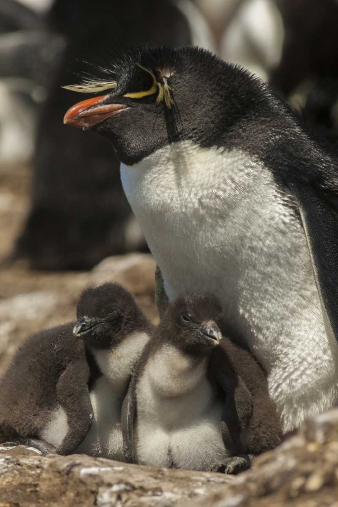 Bleaker Island Rockhopper penguin and chicks art print by Cathy and Gordon Illg for $57.95 CAD