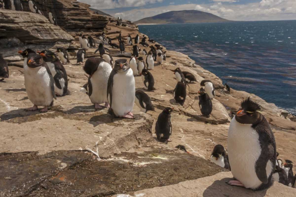 Saunders Island Rockhopper penguins on cliff art print by Cathy and Gordon Illg for $57.95 CAD